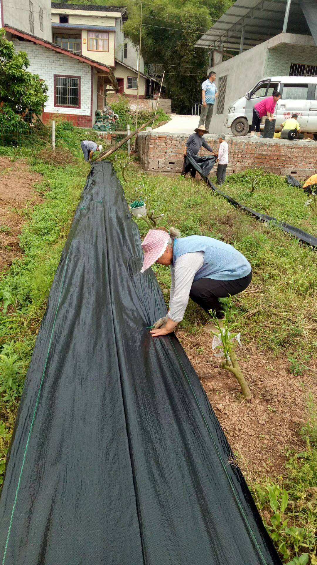 果園防草布批發價 黑色蓋草布 苗木抑草除草地布