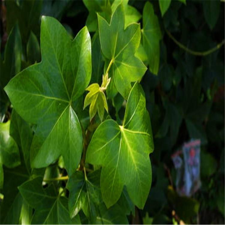 熊掌木是用八角金盤(fatsia japomica)與常春藤(hedera helix)雜交而