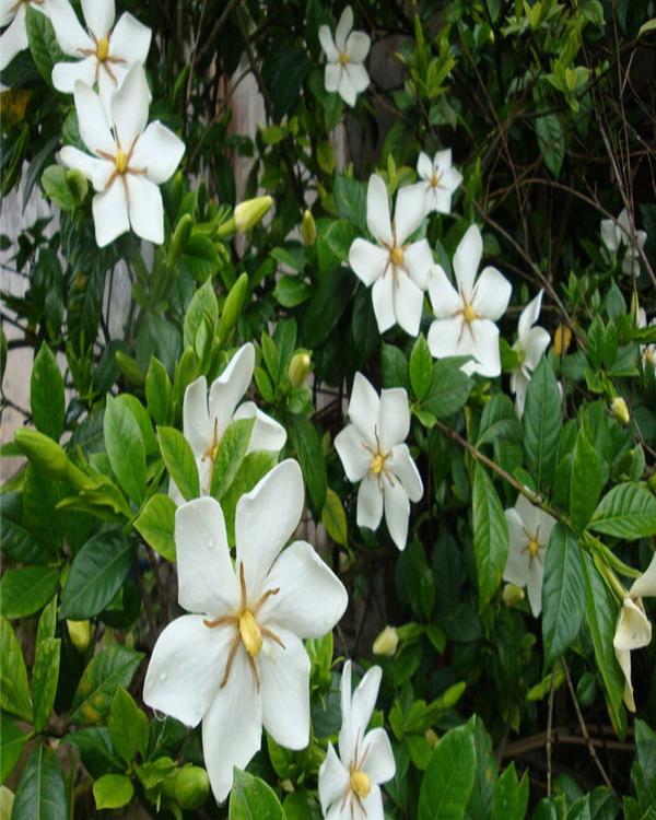 常年供应栀子花栀子花图片栀子花产地