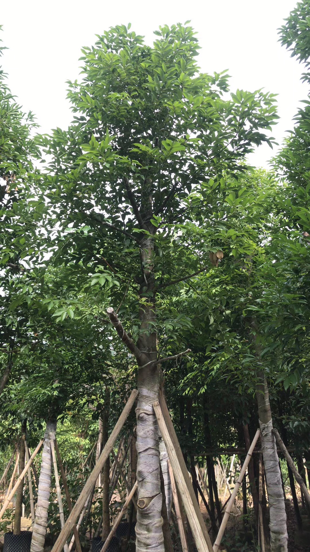袋苗天竺桂价格四川天竺桂绿化苗天竺桂四季常青清香自然