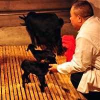 冬季如何提高羔羊成活率  黑山羊羔羊，秋冬季提高成活率措施