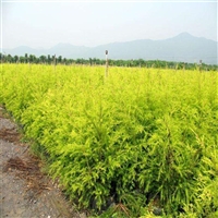 绿化苗供应 黄金香柳 品种齐全 黄金香柳批发价格