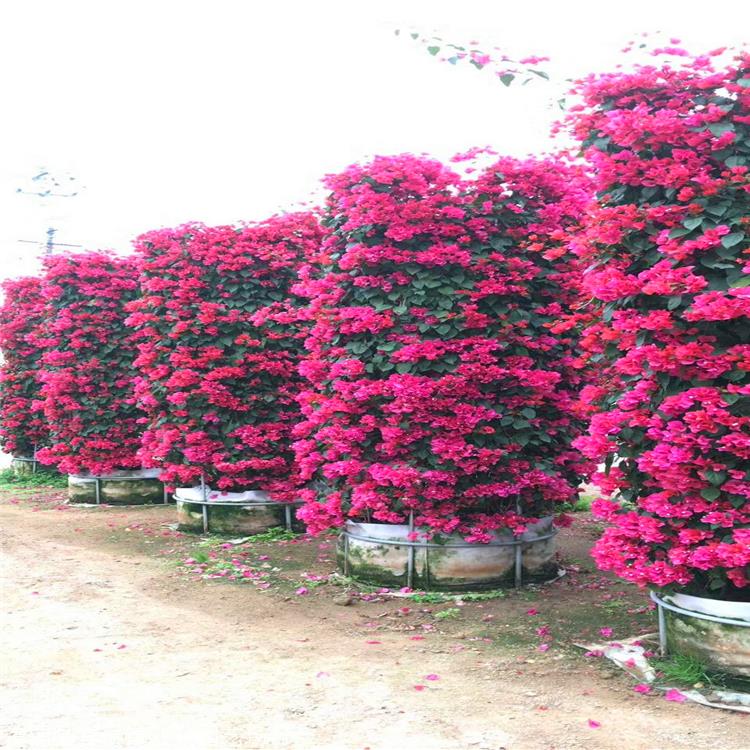 动物造型三角梅 安徽三角梅袋苗勒杜鹃 公司庭院 盆栽
