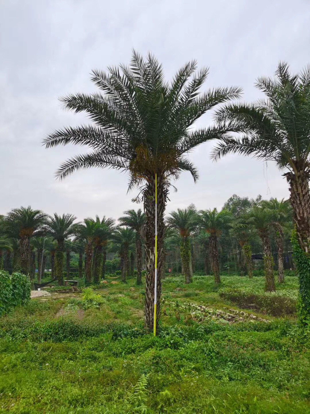 贵州银海枣报价贵州银海枣基地银海枣价格