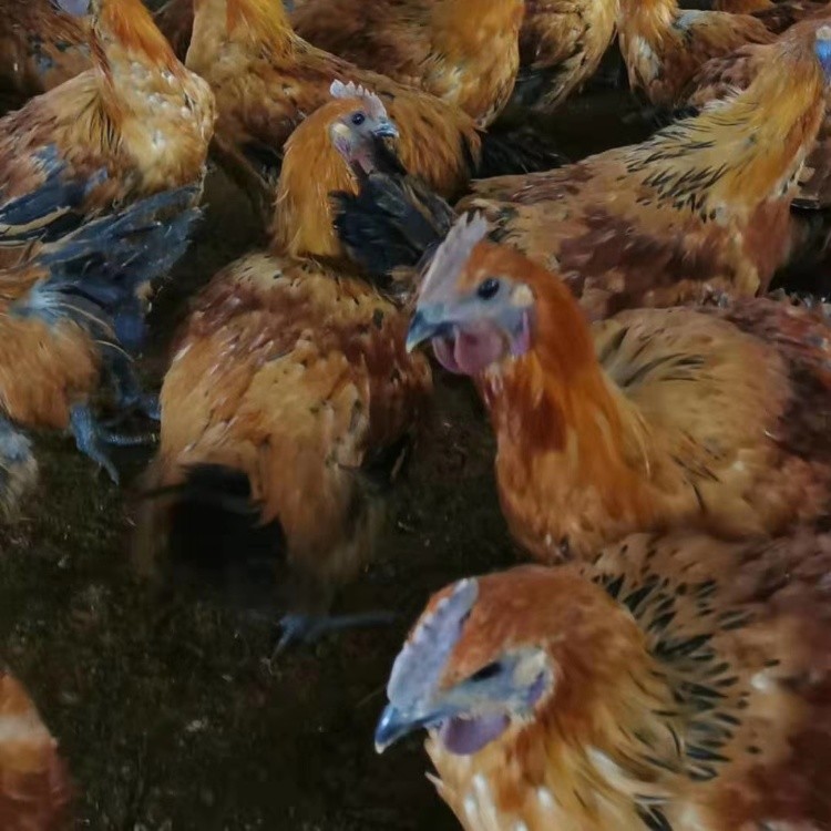 新疆快大型麻乌鸡苗供应新疆正宗快大黑乌鸡苗养殖麻羽乌骨鸡苗