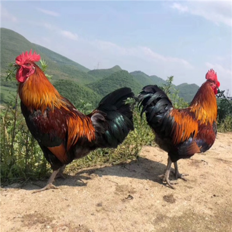 七台河黄麻鸡苗批发伊春麻黄k9鸡苗供应佳木斯新广k901鸡苗