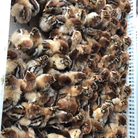 天露麻鸡苗新麻六鸡苗天露麻鸡苗批发价格红麻六鸡苗供应