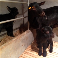 种母羊的饲养管理要点  种母羊繁殖力，品种，饲养管理与喂养方式