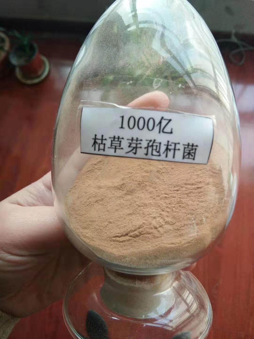 枯草芽孢桿菌