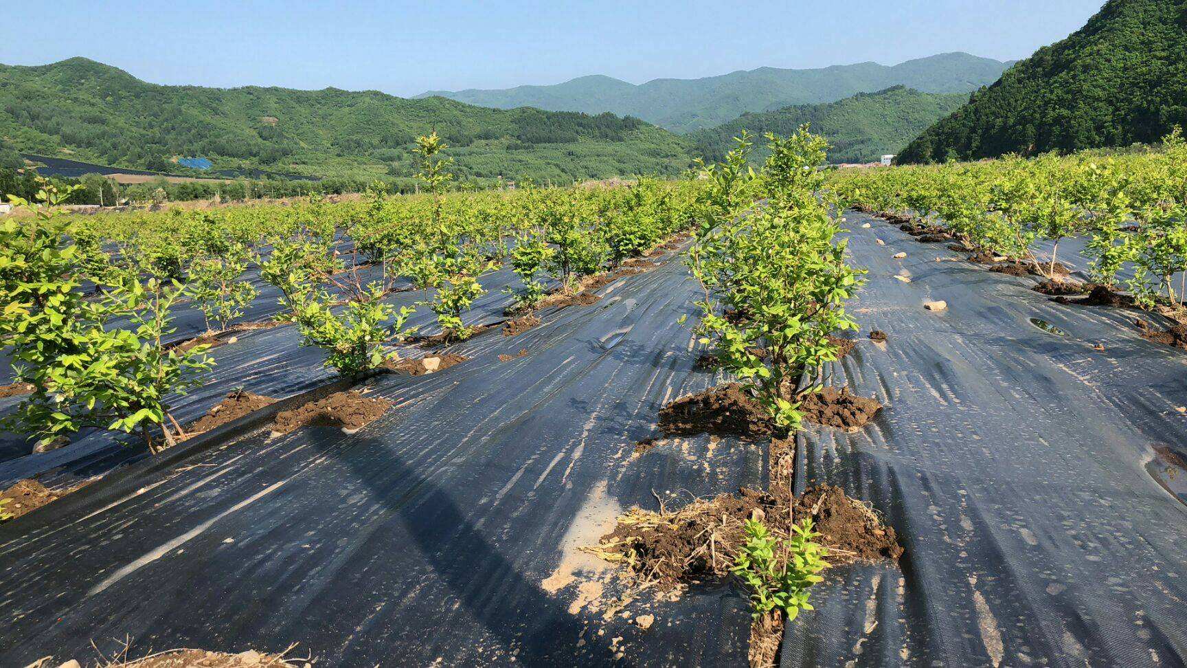 藍莓防草布 錦旺 定做果園打孔防草布 廠家批發