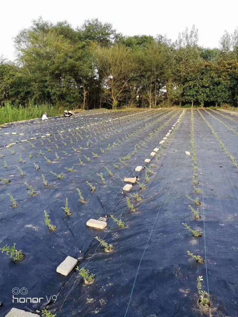 打孔防草地布 锦旺定制1.2米加厚耐用除草布 果树遮草除草地布批发