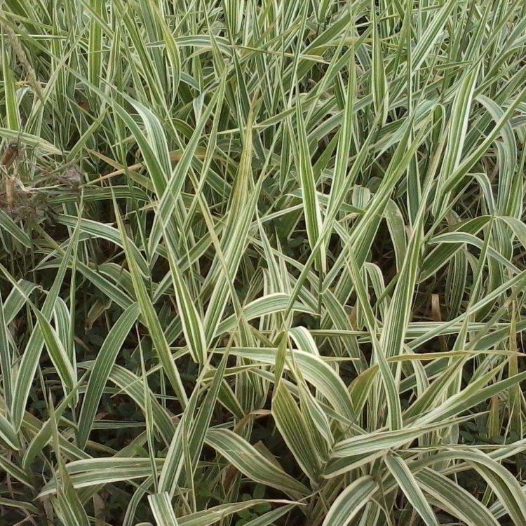 批发供应花叶燕麦草 庭院绿化建设 花叶燕麦草供应商