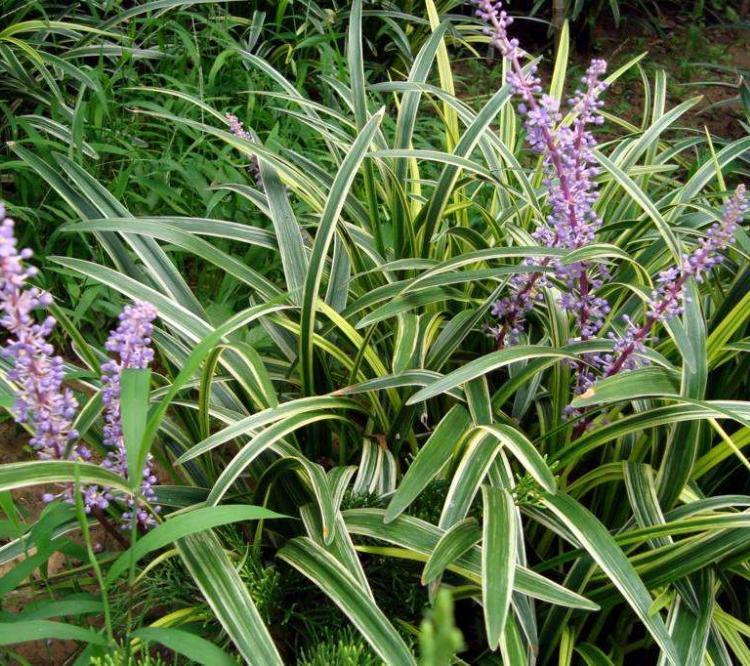 批发供应花叶燕麦草 庭院绿化建设 花叶燕麦草供应商