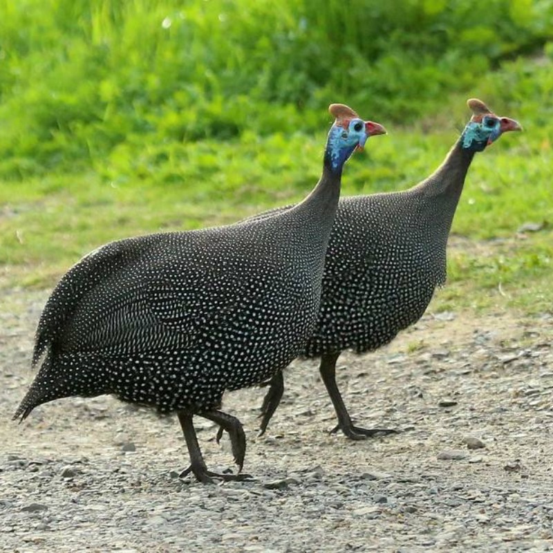 珍珠鸡苗批发珍珠鸡苗价格珍珠鸡苗供应纯种珍珠鸡苗销售