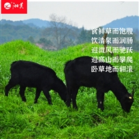 养50头黑山羊一年利润  年出栏1500头黑山羊，需要进多少种羊合适