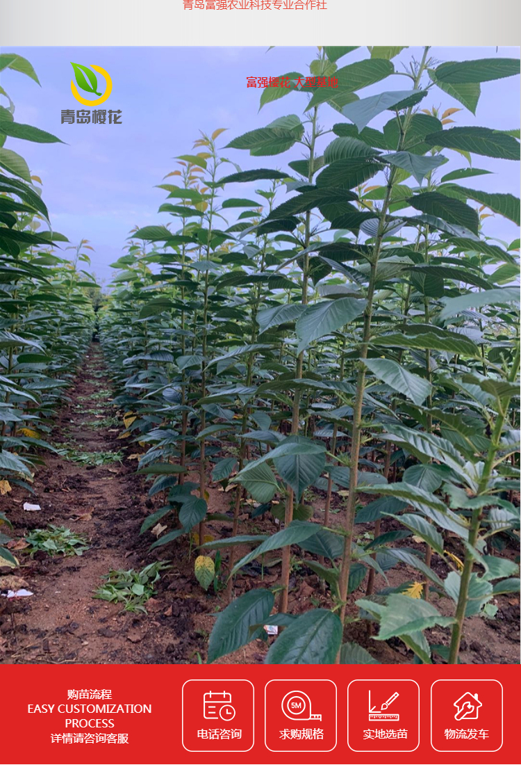 厂家直销染井吉野樱花苗10公分樱花树苗价格现货