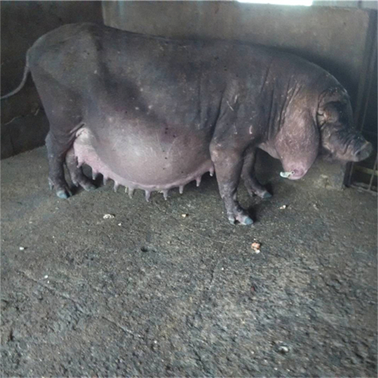 山东高产太湖母猪 批发太湖母猪