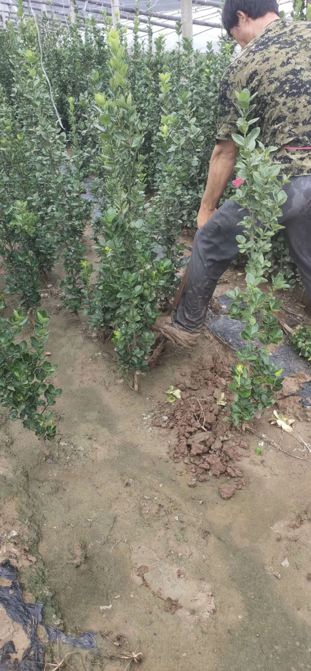 甘肅北海道黃楊小苗種植基地 青州山合水1米北海道黃楊