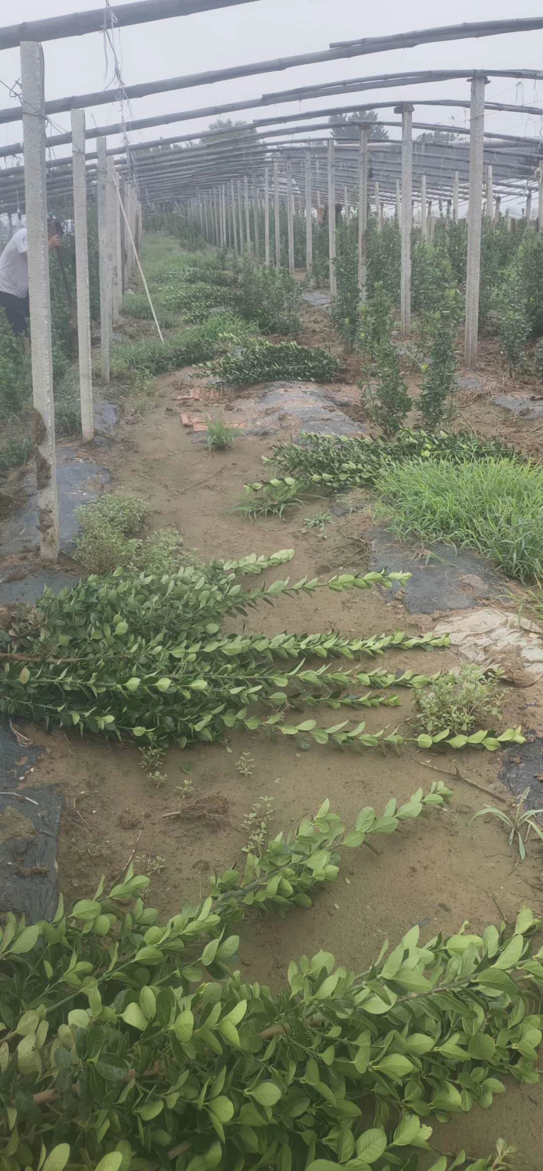 甘肅北海道黃楊小苗種植基地 青州山合水1米北海道黃楊