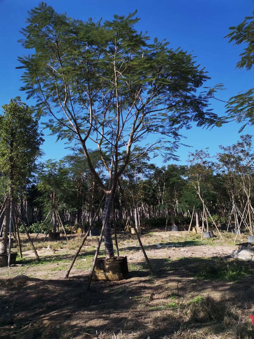 凤凰木价格凤凰木基地报价行道树工程绿化苗