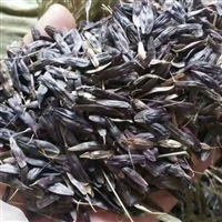 板蓝根种子种植前景 大青叶籽市场报价格