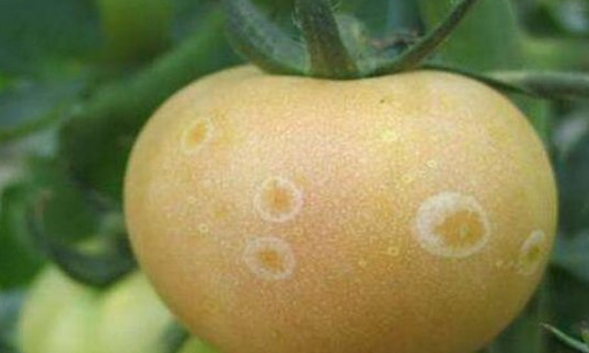 西红柿溃疡病初期症状图片