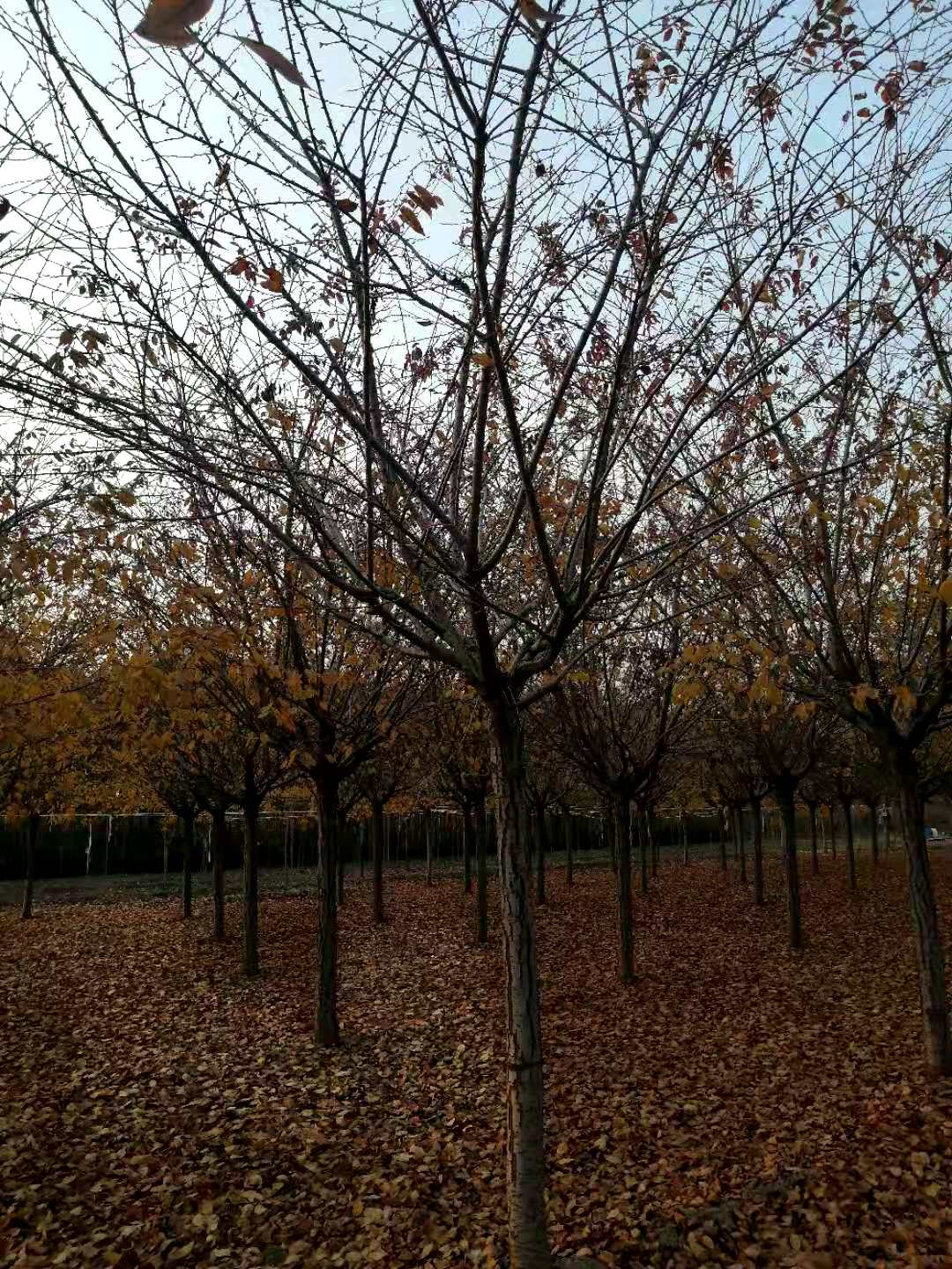 泰安高杆樱花12公分樱花12公分高杆樱花树早樱晚樱华泽源苗木