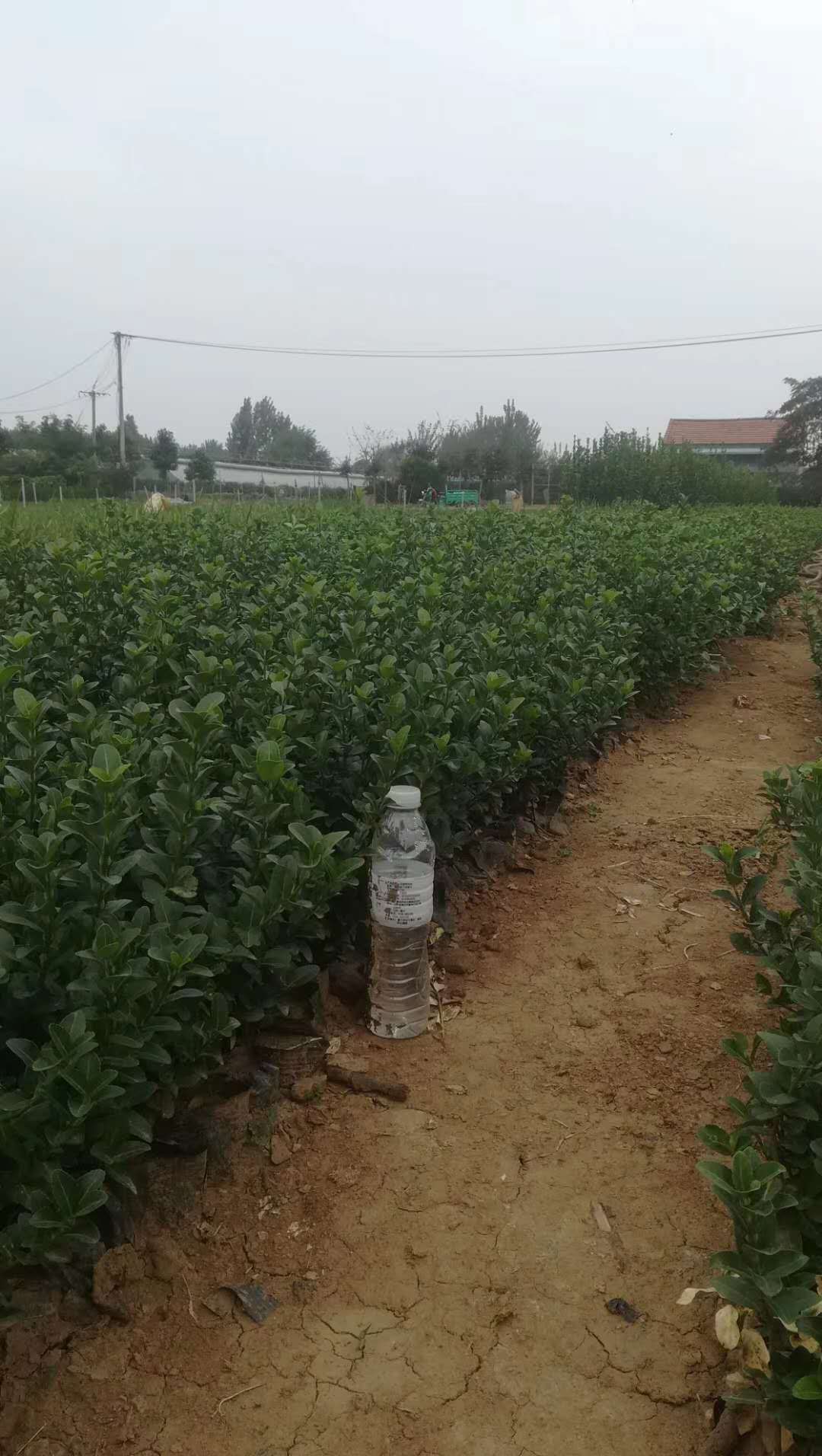 昌都衛(wèi)矛球培育基地 青州山合水柳葉衛(wèi)矛