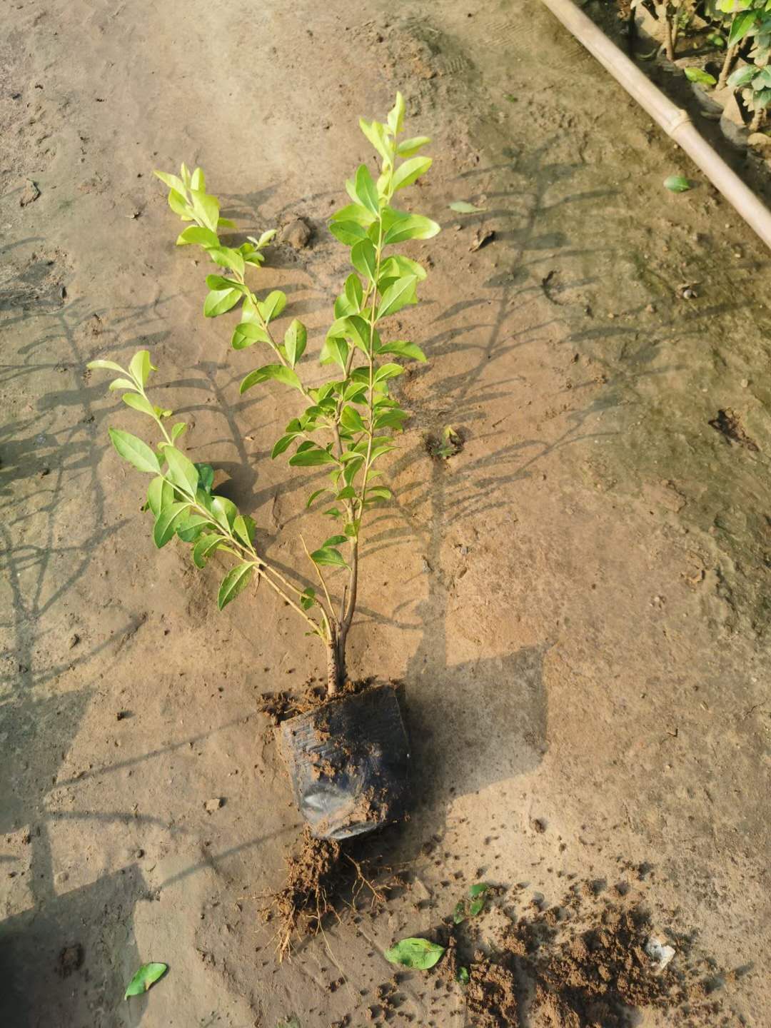 巴音綠化用金葉女貞批發(fā)基地 青州山合水金葉女貞球