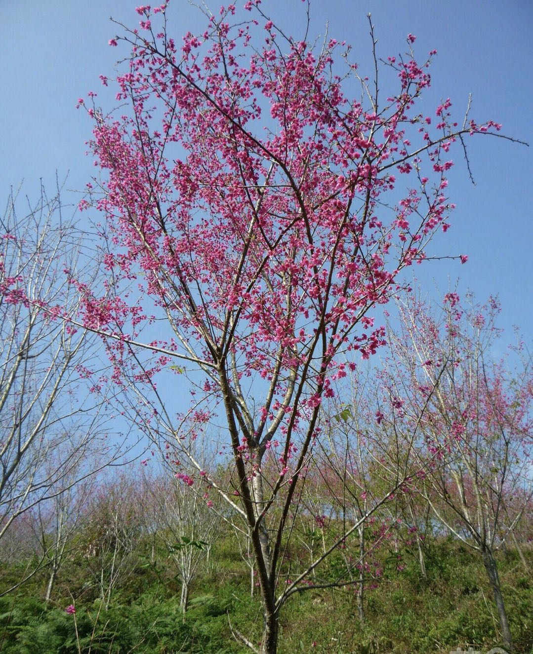 福建山樱花价格山樱花报价福建山樱花观赏树行道树