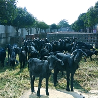 山羊养殖多久出栏  黑山羊养殖出栏合适时机，快速出栏饲养方法