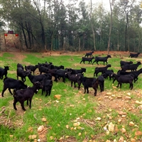 养殖黑山羊要注意哪些问题  寒冬季节养殖黑山羊，需要注意的
