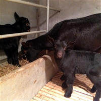 黑山羊羔，初生羔羊保育，勤观察、精护理