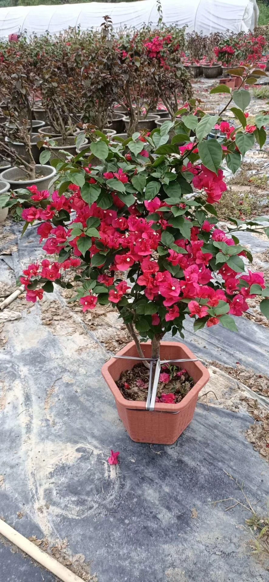 大红三角梅价格浙江三角梅福建三角梅基地大放异彩