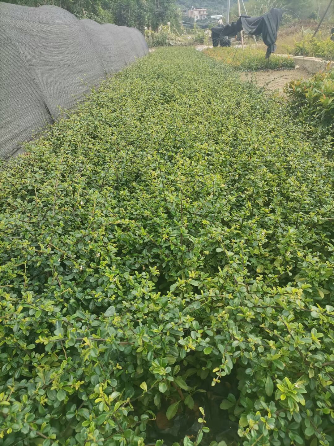 福建茶价格福建茶批发福建茶报价地被绿化苗福建茶