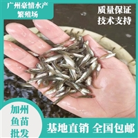 韶关黑鲈鱼苗 淡水鲈鱼苗供应厂家 加州鲈鱼苗养殖