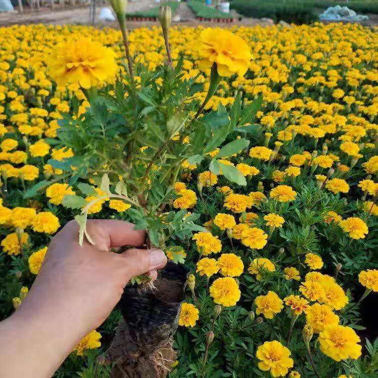 双色盆孔雀草营养杯孔雀草报价孔雀草小苗安徽双色盆孔雀草