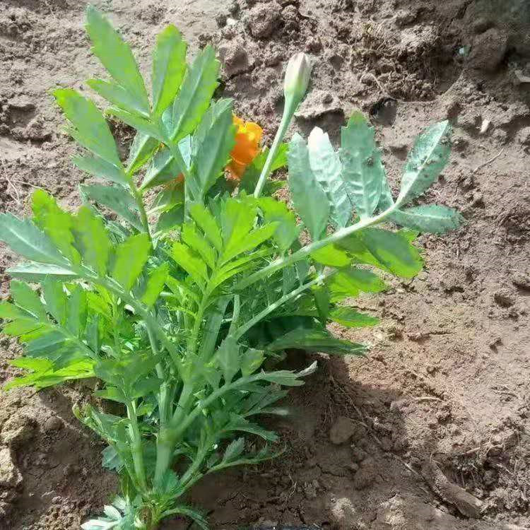 黄色孔雀草孔雀草基地橘红孔雀草幼苗青州孔雀草