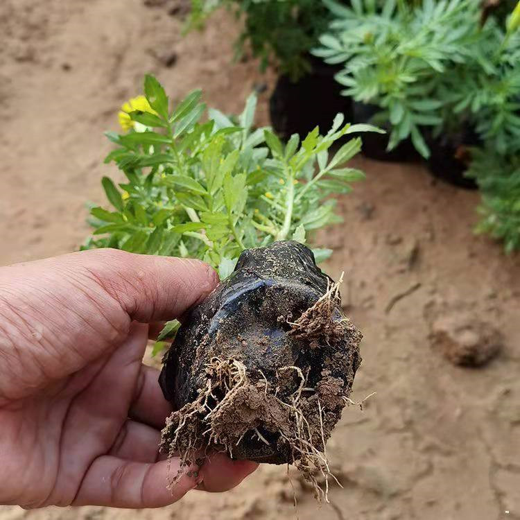 孔雀草橘红孔雀草批发橘红孔雀草幼苗山东黄色孔雀草