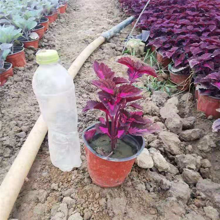 彩叶草黄叶彩叶草厂家红叶彩叶草幼苗河北黄叶彩叶草