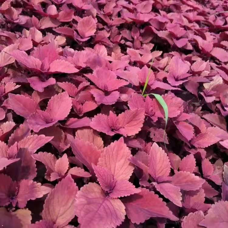 彩叶草花边彩叶草价格红叶彩叶草幼苗天津花边彩叶草