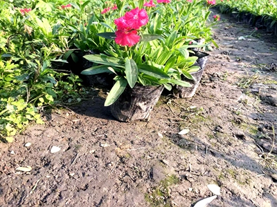 石竹花成都石竹价格高杆石竹批发成都草花名川园艺场