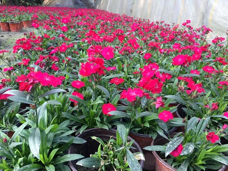 石竹花成都石竹价格高杆石竹批发成都草花名川园艺场