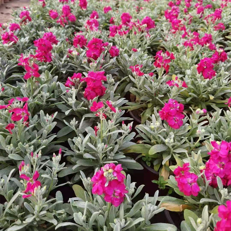 多年生草本紫罗兰杯苗观赏花卉货源充足15公分