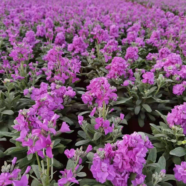 多年生草本紫罗兰杯苗观赏花卉货源充足15公分