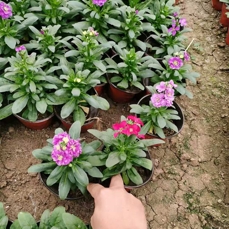 多年生草本紫罗兰杯苗观赏花卉货源充足15公分