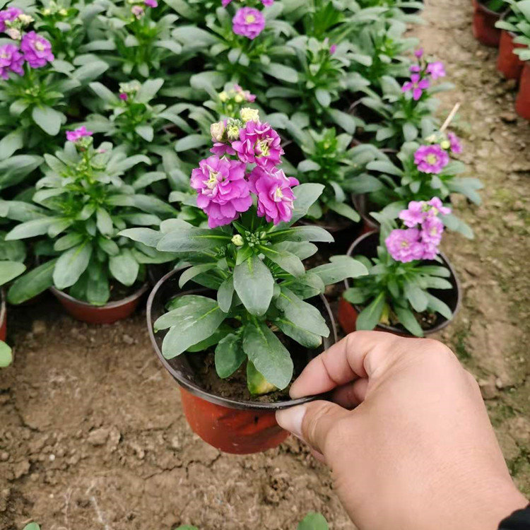 多年生草本紫罗兰杯苗观赏花卉货源充足15公分