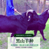 什么品种山羊产羔多  黑山羊产羔，与品种、年龄、膘情、配种时间有关系