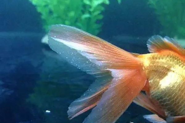 白点病的治疗和预防治疗金鱼白点病,一般传统使用硝酸亚汞,孔雀石绿等