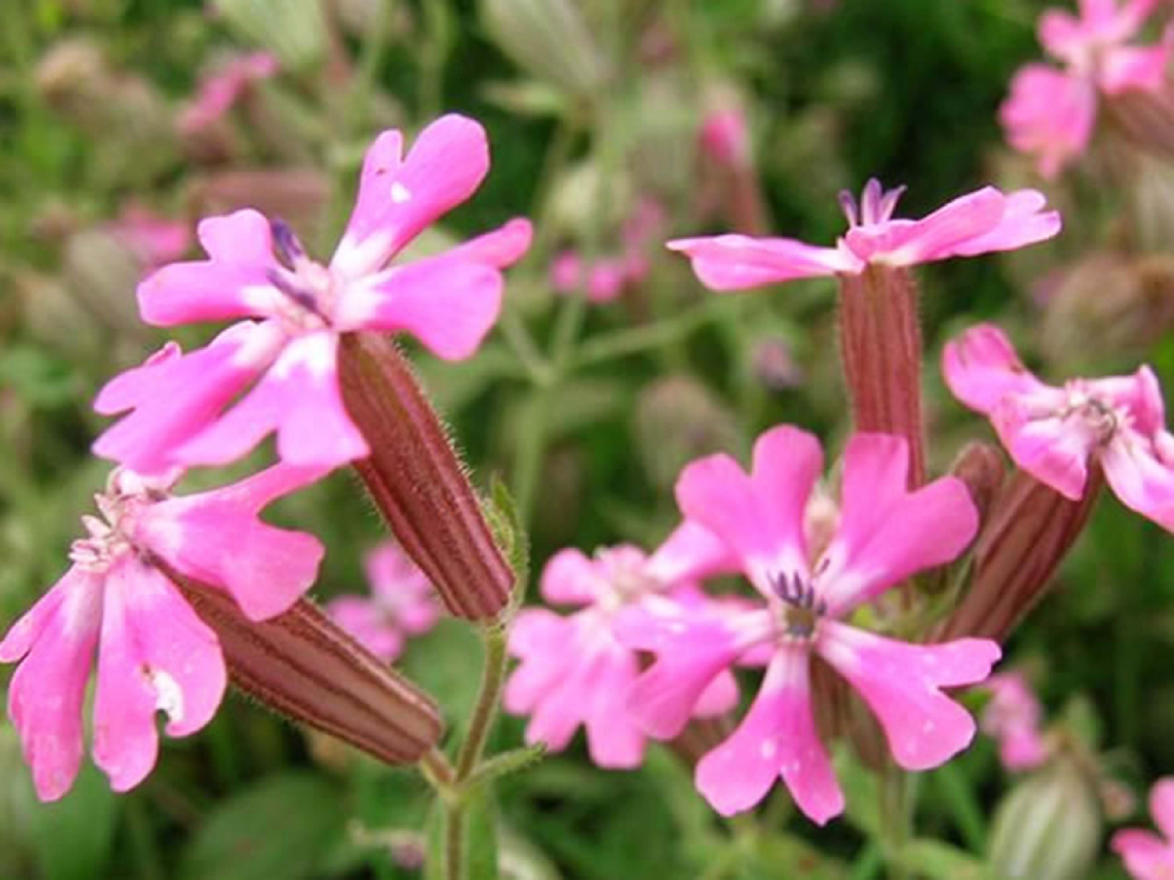 不吃是肉体的折磨 吃了是精神的折磨 ,健康减肥养森瘦瘦塑身套